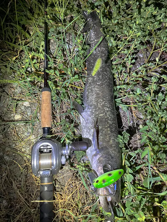 ナマズ様。 ジョインター 別注カラー 】 Megabass メガバス ゲンマ110S
