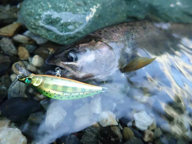 MONONOFU 45S/50S | NATIVE TROUT | PRODUCT | BASSDAY Lure fishing
