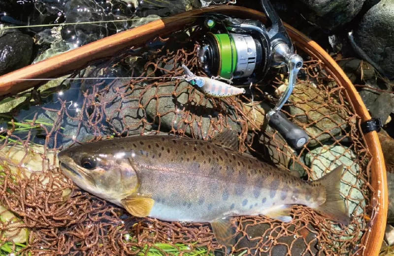 バスディ もののふ35S 45S 50s　まとめ売り もののふ 45S・50S | ネイティブトラウト | 製品情報 | バスデイ株式会社