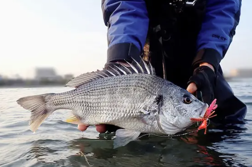 紅ショウガで気軽にチヌ釣行 （フィールドスタッフ 北臺 将義）