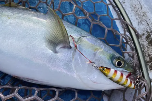バンジーショットで一撃必釣！ （メリトリアススタッフ 芥河 晋）