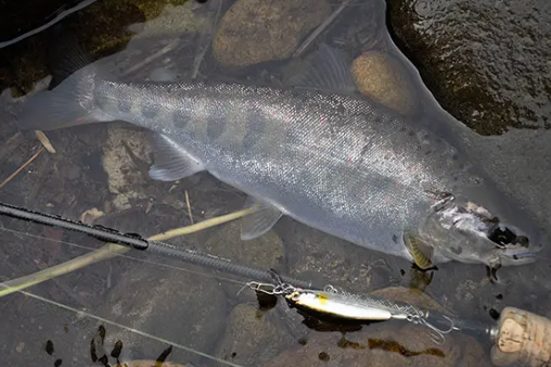 この魚が育てば。。。 （佐藤 ノブヲ 様）