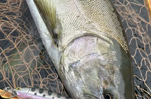 灼熱の夏サクラ （佐々木 翼 様）