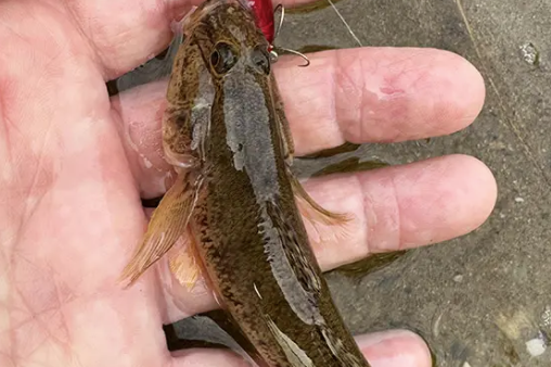 ハゼ玉、ハゼムシでハゼクラを満喫 （P.N み〜さん 様）