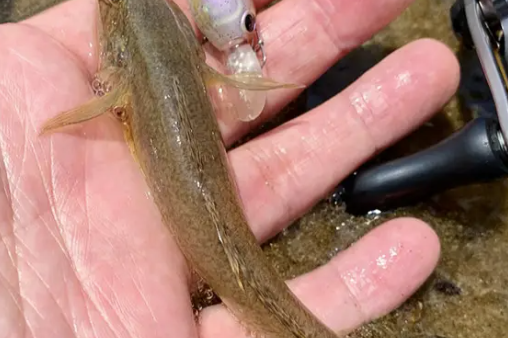潮が動くと一気に活性が！ （P.N ウメさん 様）