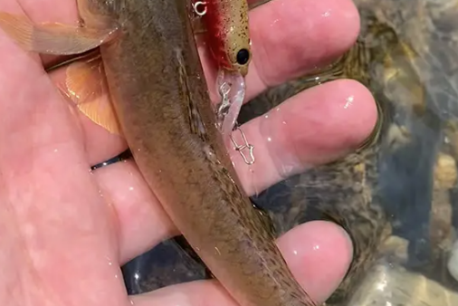 はぜむしのロングポーズが効果的！ （P.N ウメさん 様）