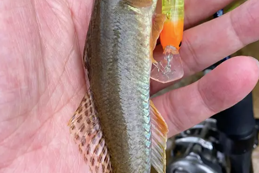 基本はぜ玉からはぜむしへ！ （P.N ウメさん 様）