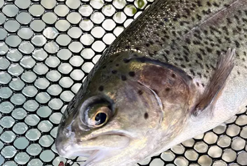 ボトムの釣り成功!! （P.N チコ 様）