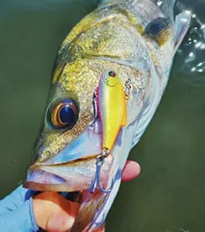 日中のシーバス釣りが好き （鈴木 諒 様）
