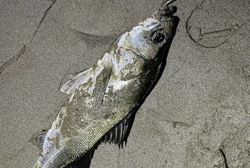 魚にとってルアーカラーって何だろう （P.N van 様）