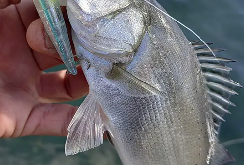 丸見えの釣りは楽しい。 （フィールドスタッフ 鈴木 照弘）