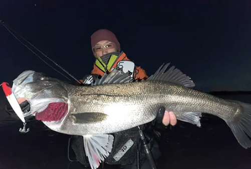 湾奥シャローでの素晴らしい魚達との出会い （鈴木 諒 様）