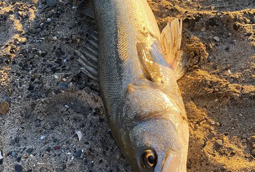 釣れない日々の階段を登り切らせていただきました （P.N だいすけ 様）