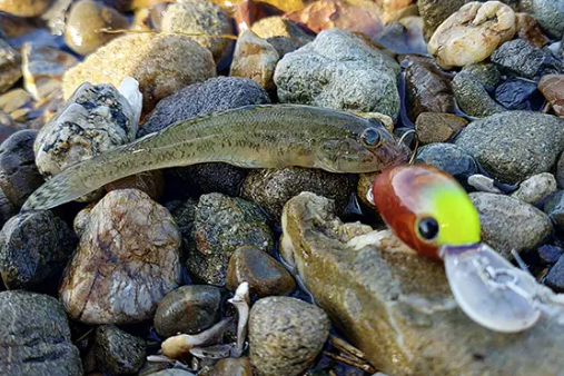 今年も浜名湖ハゼクラ楽しめそう。 （フィールドテスター 鈴木 照弘）
