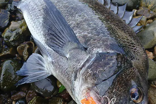 スピード変化でチヌを攻略 （フィールドテスター 鈴木 照弘）