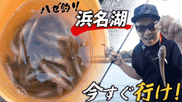 【YouTube動画アップ：ハゼ釣り 今がチャンス！浜名湖で爆釣！】