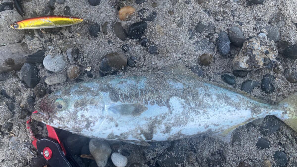 夏の小型青物 魚居るのに食わない時に（P.N がぅがぅ 様）