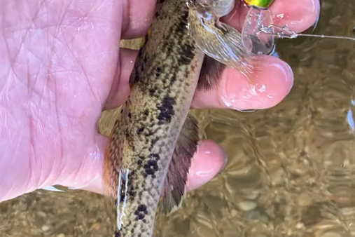 ウロハゼ率が高い！ （P.N 関西ハゼクラ盛り上げ隊 様）