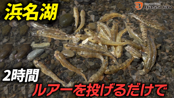 【YouTube動画アップ：[浜名湖ハゼ釣り]誰でも簡単に想像以上に釣れます】